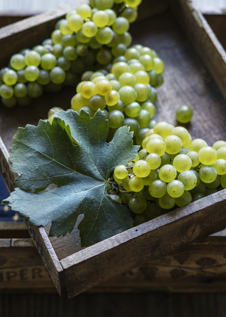 Masterclass by Stefano Petta on Burgundy Wine